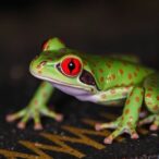 frog-protein-shows-promise-as-first-antidote-to-fatal-red-tide-toxin