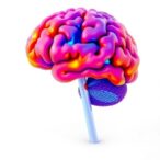 cortical-hierarchy-shows-rarely-categorical-yet-highly-separable-representations