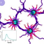 metabolite-glues-enable-purine-sensing-and-predict-chemotherapy-response
