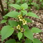 federal-ginseng-rules-struggle-to-accurately-predict-plant-health