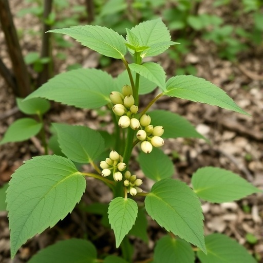 federal-ginseng-rules-struggle-to-accurately-predict-plant-health