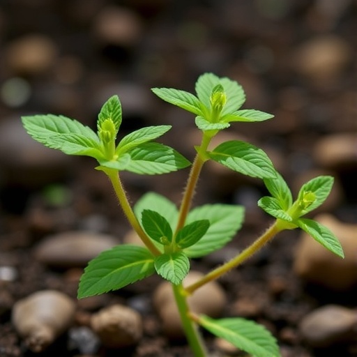 arabidopsis-researchers-map-n1-methyladenosine-mrna-methylation