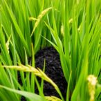 biochar-from-rice-straw-may-cut-heavy-metal-contamination-risks-in-rice