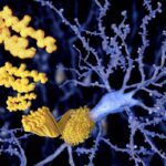 protein-protects-against-tau-tangles,-synaptic-loss-in-mouse-model-of-tauopathy