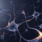 memory-shaped-by-brain-remodeling-during-adolescence-in-mice