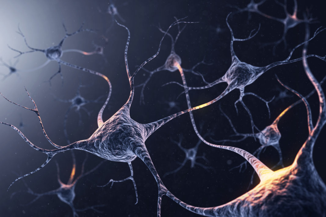 memory-shaped-by-brain-remodeling-during-adolescence-in-mice