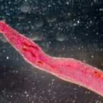 early-genomic-indicators-of-praziquantel-resistance-in-schistosoma-mansoni