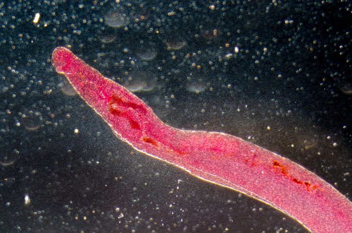early-genomic-indicators-of-praziquantel-resistance-in-schistosoma-mansoni