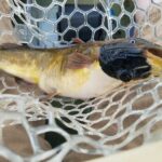 transmissible-cancer-discovered-in-freshwater-fish