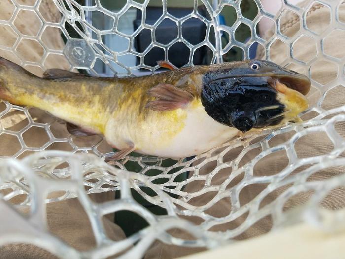 transmissible-cancer-discovered-in-freshwater-fish