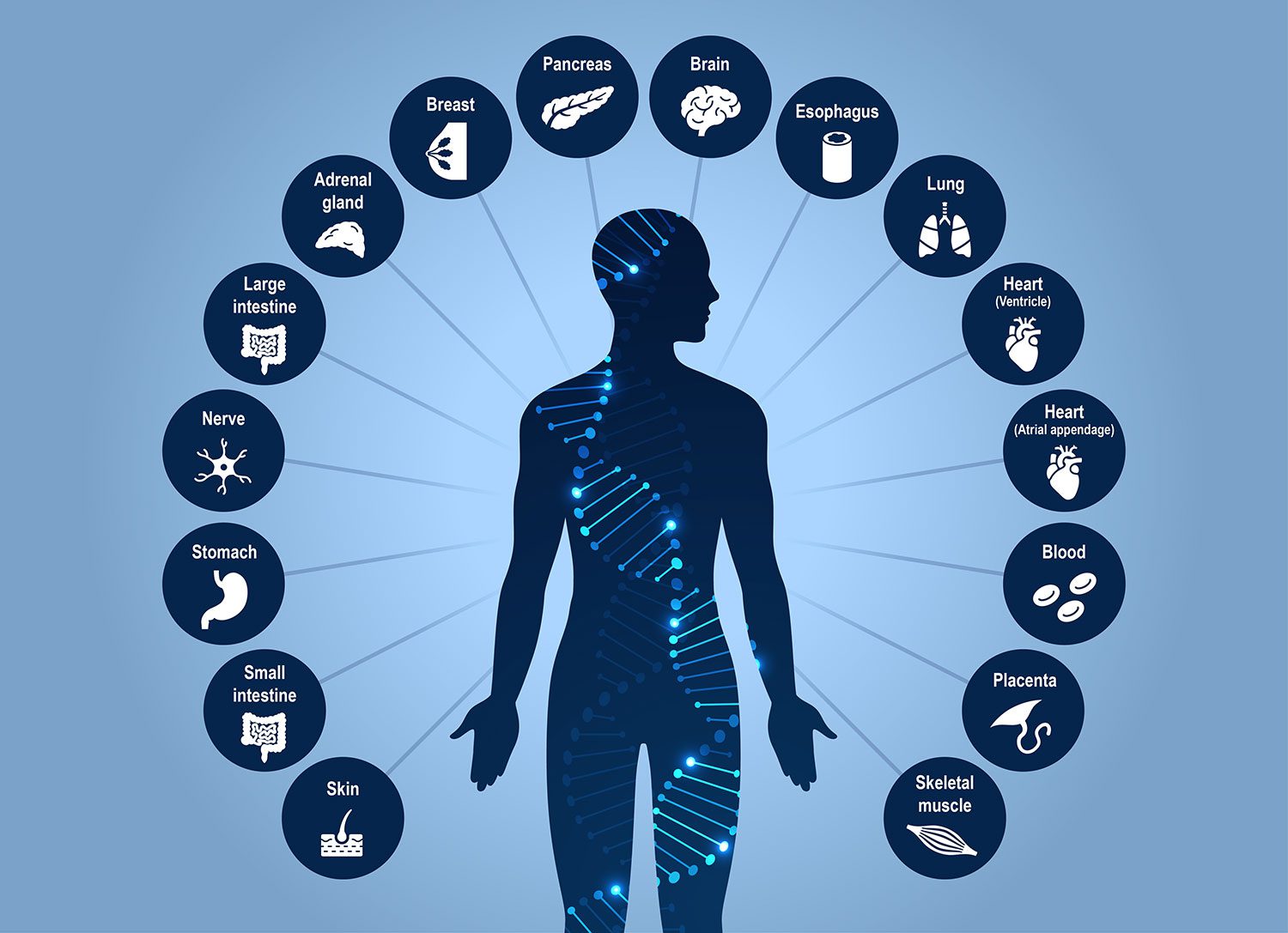 single-cell-atlas-simultaneously-maps-3d-genome-architecture-and-dna-methylation