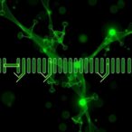 trdn-as-directs-m6a-dependent-transcription-termination-for-proper-triadin-isoform-switching