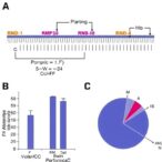 cchfv-polymerase-enables-rna-synthesis-and-shows-substrate-analog-inhibition