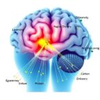 dopamine-linked-brain-network-reconfiguration-dynamics-altered-in-parkinson’s-disease