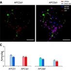 apcdd1-identified-as-highly-specific-marker-for-ventral-midbrain-dopaminergic-progenitors
