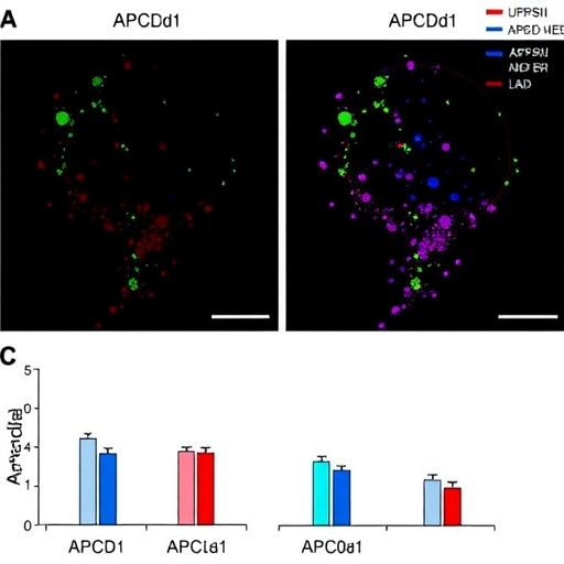 apcdd1-identified-as-highly-specific-marker-for-ventral-midbrain-dopaminergic-progenitors