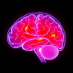 grant-funds-brain-imaging-research-to-improve-post-stroke-bladder-treatments