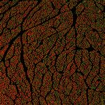 comprehensive-human-vagus-nerve-map-unveiled