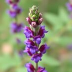 stress-response-gene-boosts-salvia-miltiorrhiza-salt-tolerance-and-medicinal-yield