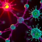 cell-junction-proteins-control-stem-cells-through-a-new-tissue-homeostasis-mechanism