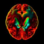 thalamic-spindle-dyscoordination-links-to-social-memory-deficits-in-autism-models