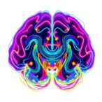 3d-visualization-reveals-nanoplastic-distribution-in-neonatal-mouse-brains