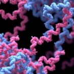 rational-design-of-disordered-proteins-enables-sequence-function-investigation