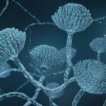 genome-mining-points-to-less-toxic,-more-potent-polyene-antifungals-in-mice