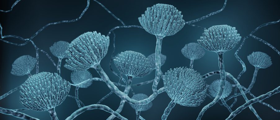 genome-mining-points-to-less-toxic,-more-potent-polyene-antifungals-in-mice