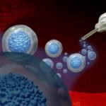 landmark-phase-iii-trial-finds-cell-therapy-slows-muscle-decline-in-advanced-dmd