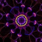 ferroptotic-propagation:-from-single-cell-execution-to-tissue-scale-death-programs