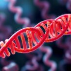 regulation-of-rna-transcript-elongation-in-metazoans-and-its-relevance-to-disease