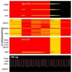 overestimations-in-the-cyclization-efficiency-of-small,-restriction-enzyme-digested-dna-fragments