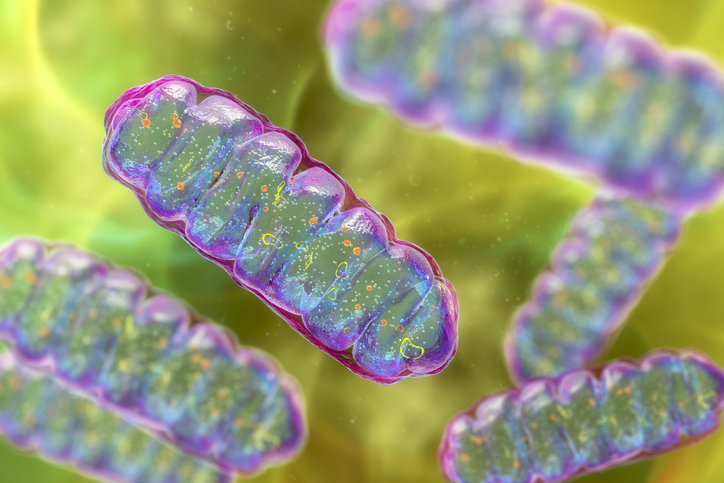 mitochondrial–epigenetic-pathway-linked-to-age-related-inflammation