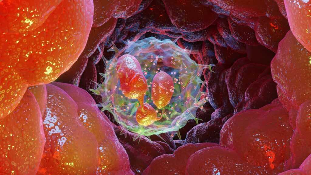 molecular-gps-guides-neutrophils-to-sites-of-infection