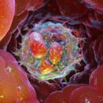 molecular-gps-guides-neutrophils-to-sites-of-infection