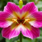 supergene-solves-evolutionary-mystery-by-controlling-mirror-image-flower-development