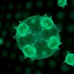 normal-dna-re-replication-observed-as-human-stem-cells-differentiate