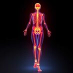 targeting-vascular–musculoskeletal-links-may-treat-sarcopenia-and-osteoporosis
