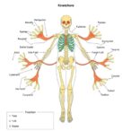 how-the-outer-kinetochore-is-built-and-functions