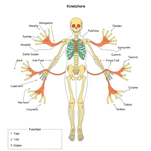 how-the-outer-kinetochore-is-built-and-functions