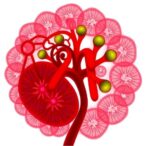 kigep-quantitatively-assesses-human-kidney-similarity-and-nephrotoxicity-in-kidney-organoids