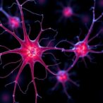 scientists-reveal-how-centromeres-and-inner-kinetochores-work