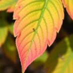 could-leaf-surface-insights-reveal-new-ways-to-prevent-crop-disease?