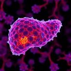 cancer-cells-use-fatty-acid-to-evade-immune-attacks-in-liver-metastases