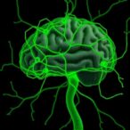 hippocampal-wiring-study-finds-graded-mossy-fiber-inputs-and-targeted-inhibition