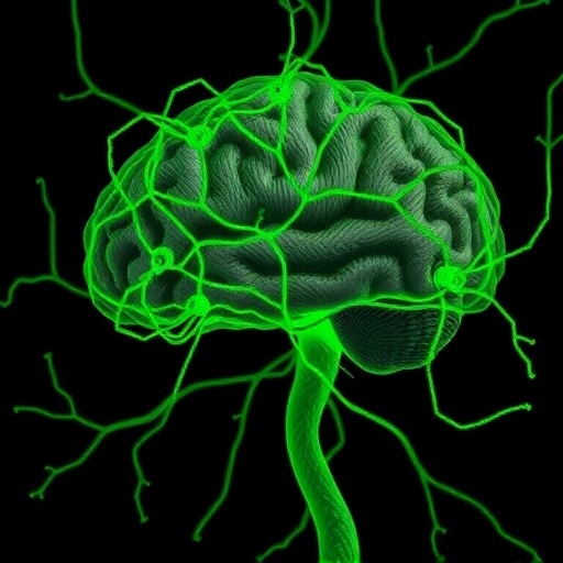 hippocampal-wiring-study-finds-graded-mossy-fiber-inputs-and-targeted-inhibition