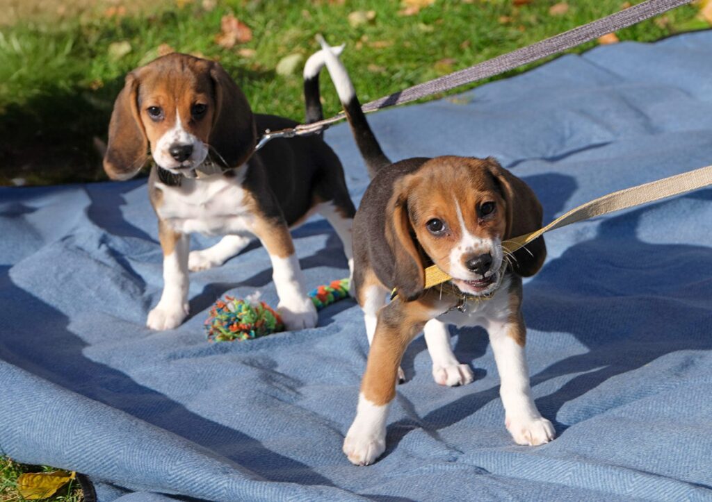 fur-real:-biotech-startup-eliminates-major-dog-allergen-in-beagle-pups-using-crispr