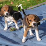 fur-real:-biotech-startup-eliminates-major-dog-allergen-in-beagle-pups-using-crispr