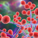 immune-pathway-identified-that-prevents-c.-albicans-infection-from-becoming-deadly